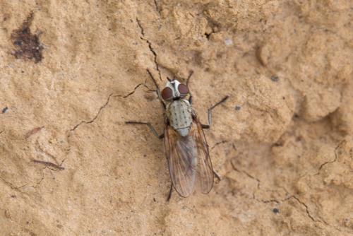 Réf. 260 875 : Leucophora sp.